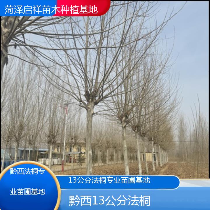 黔西13公分法桐专业苗圃基地-2025价格一览表