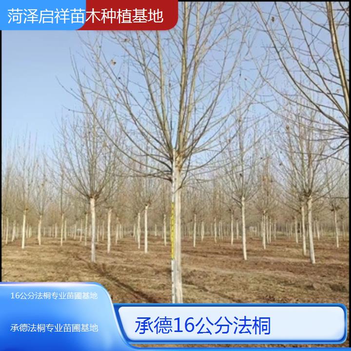 承德16公分法桐专业苗圃基地-2025价格一览表