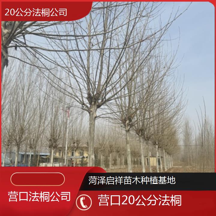 营口20公分法桐公司-2025价格一览表