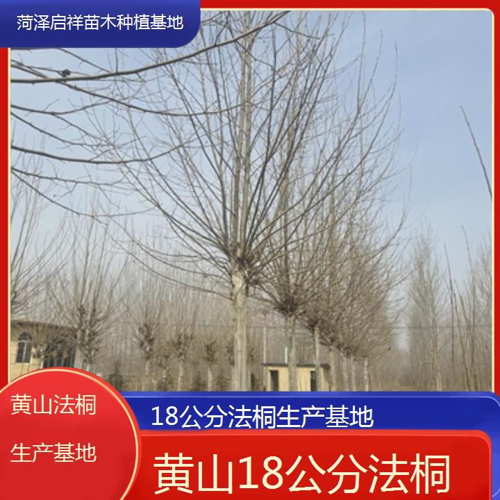 黄山18公分法桐生产基地-2025价格一览表