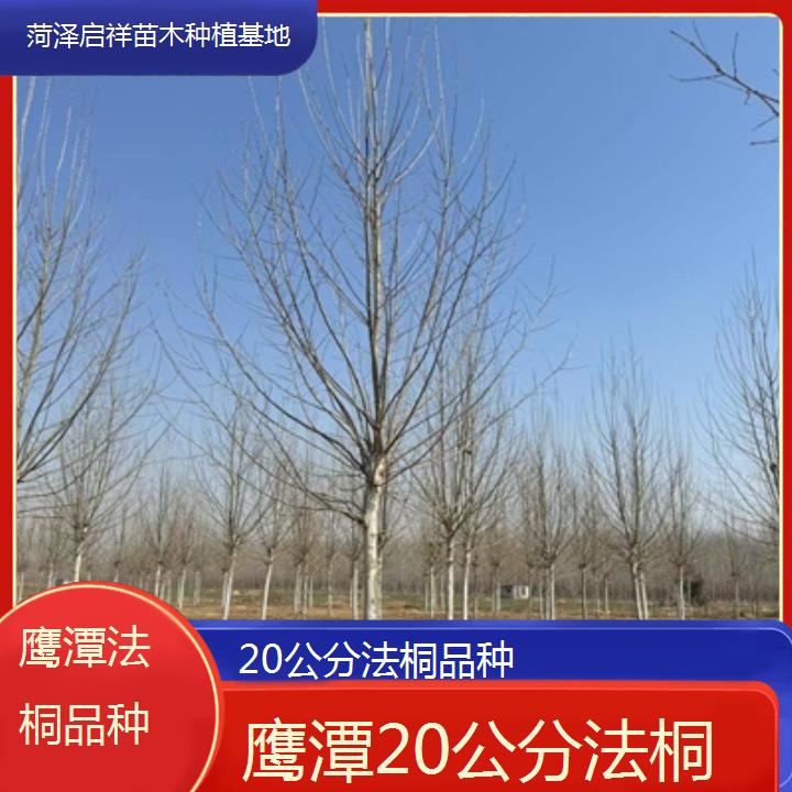 鹰潭20公分法桐品种-2025价格一览表