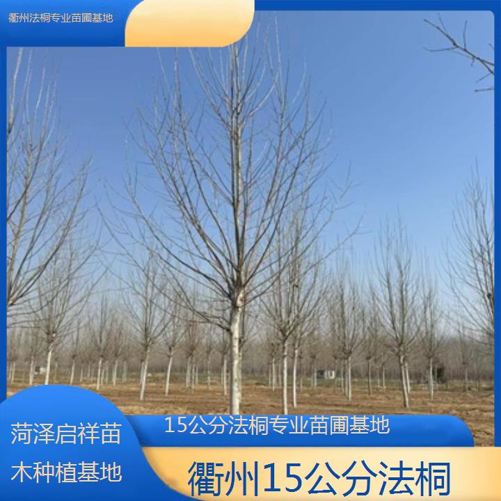 衢州15公分法桐专业苗圃基地-2025价格一览表