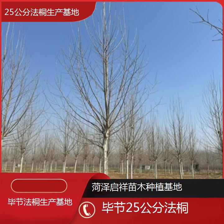 毕节25公分法桐生产基地-2025价格一览表