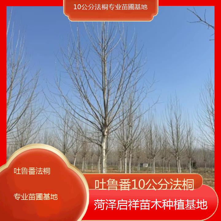 吐鲁番10公分法桐专业苗圃基地-2025价格一览表