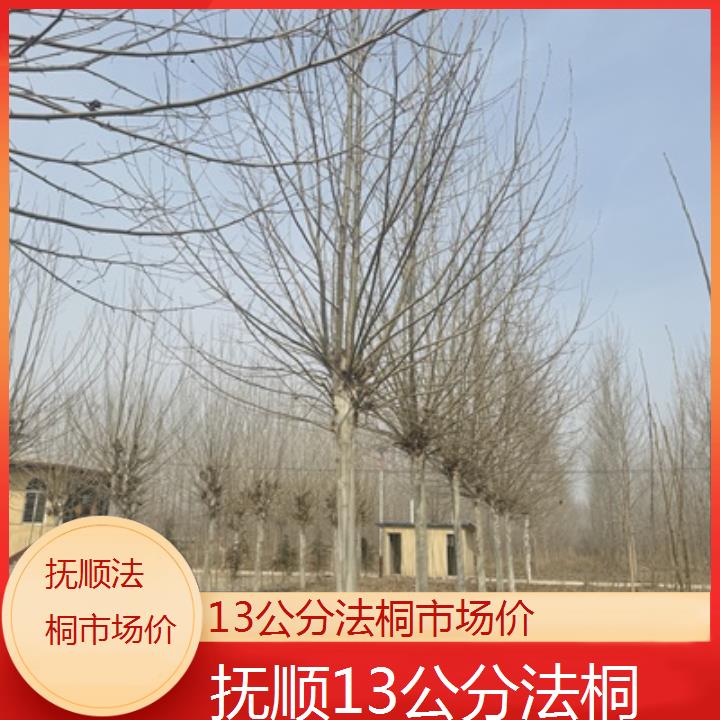 抚顺13公分法桐市场价-2025价格一览表