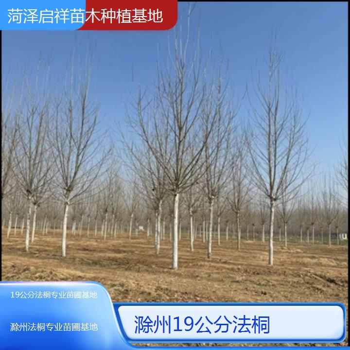 滁州19公分法桐专业苗圃基地-2025价格一览表