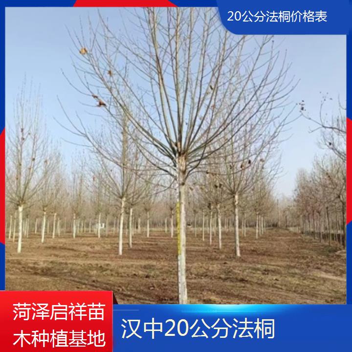 汉中20公分法桐价格表-2025价格一览表