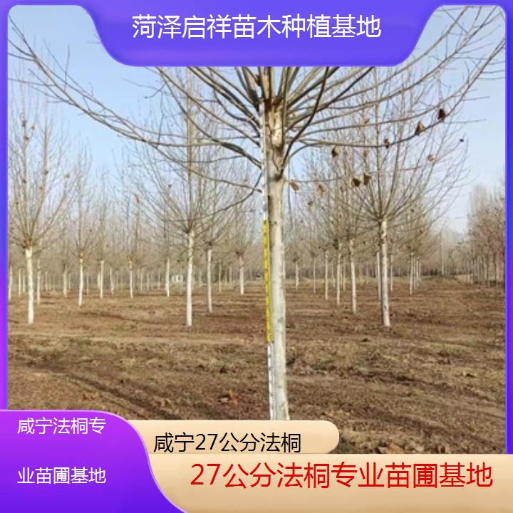 咸宁27公分法桐专业苗圃基地-2025价格一览表