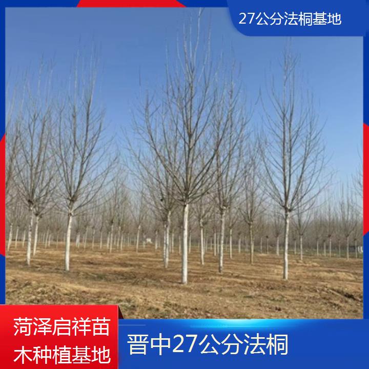 晋中27公分法桐基地-2025价格一览表