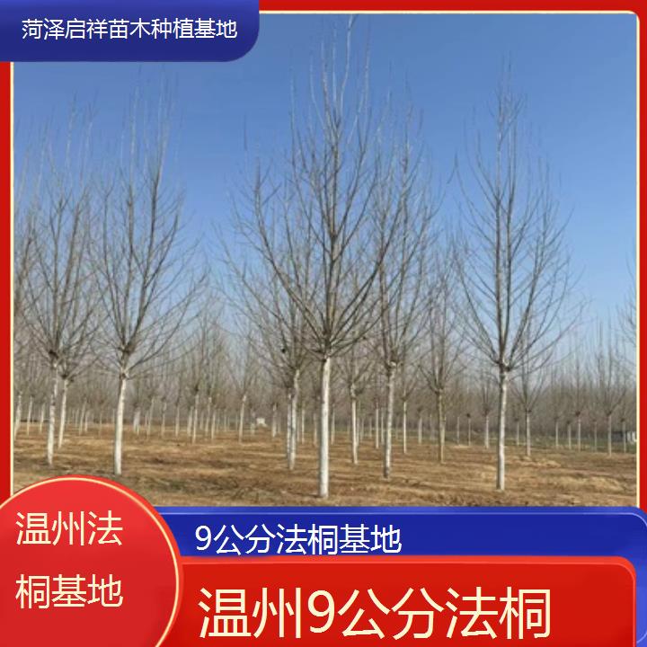 温州9公分法桐基地-2025价格一览表