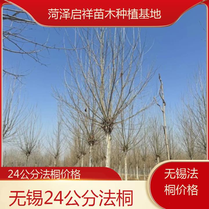 无锡24公分法桐价格-2025价格一览表