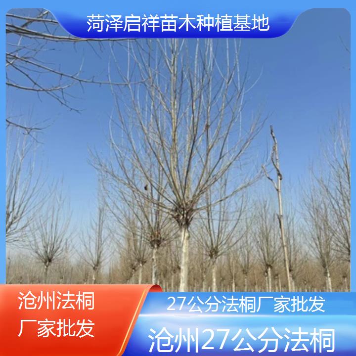 沧州27公分法桐厂家批发-2025价格一览表