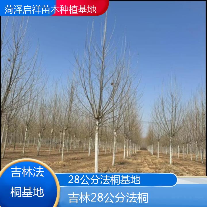 吉林28公分法桐基地-2025价格一览表