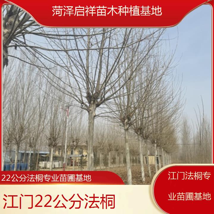 江门22公分法桐专业苗圃基地-2025价格一览表