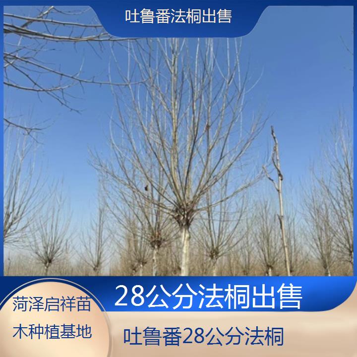 吐鲁番28公分法桐出售-2025价格一览表