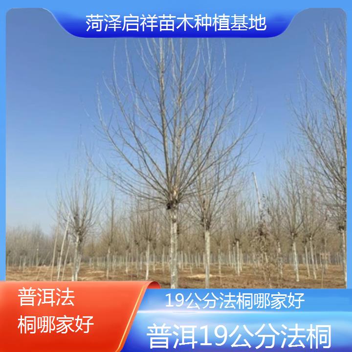 普洱19公分法桐哪家好-2025价格一览表