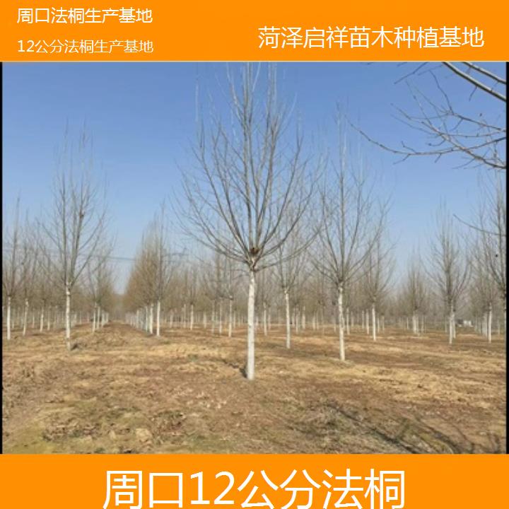 周口12公分法桐生产基地-2025价格一览表