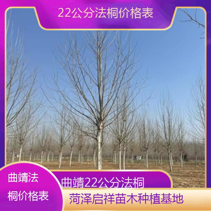 曲靖22公分法桐价格表-2025价格一览表