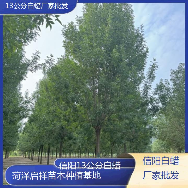 信阳13公分白蜡厂家批发-2025榜单一览