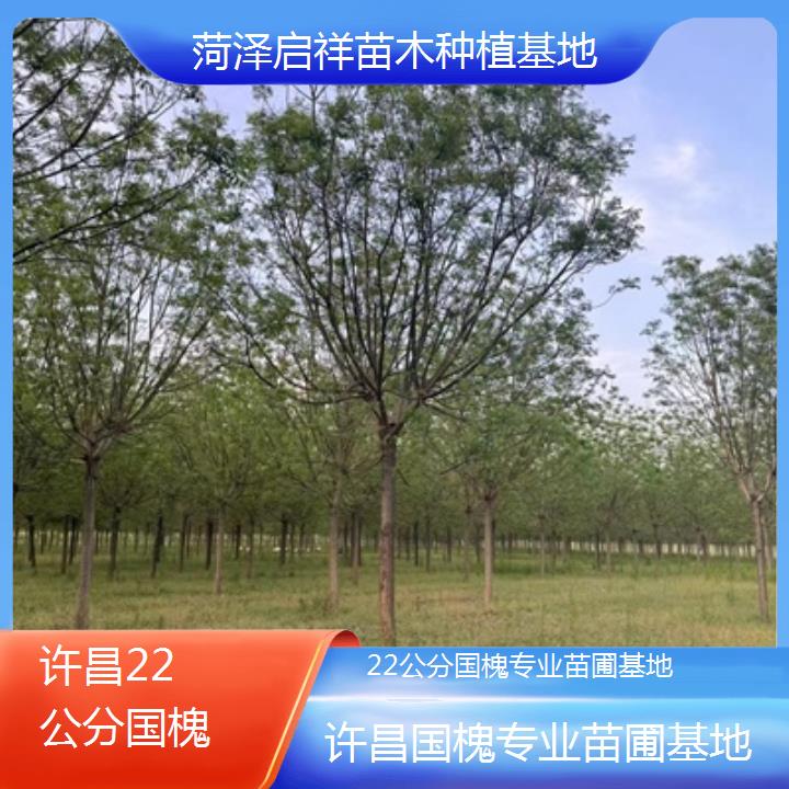 许昌22公分国槐专业苗圃基地-2025榜单一览