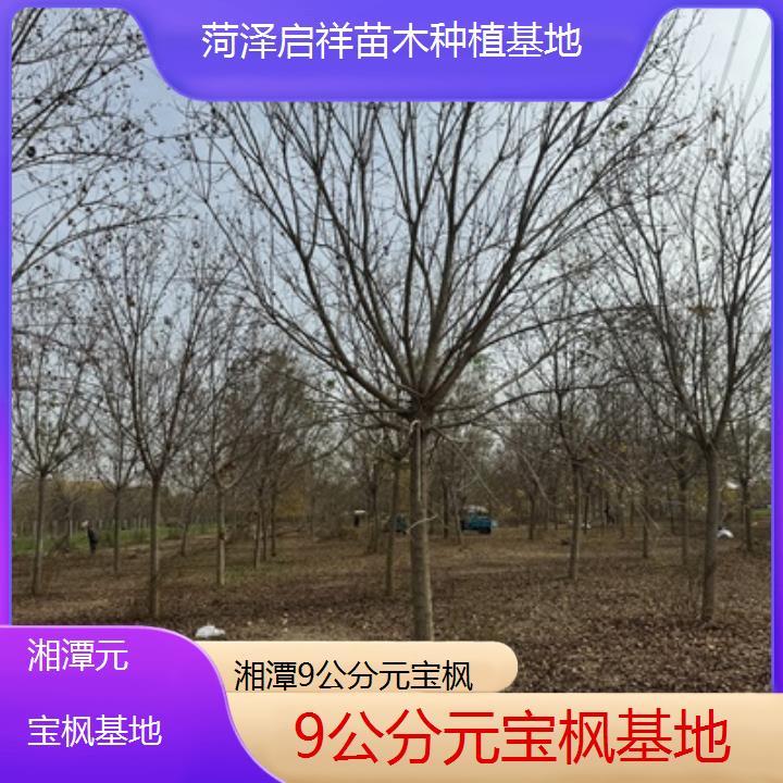 湘潭9公分元宝枫基地-2025榜单一览