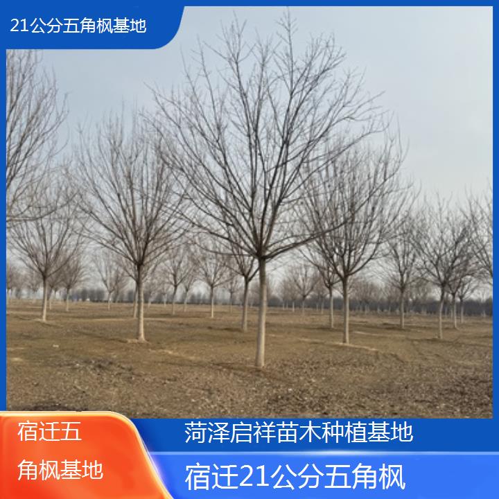 宿迁21公分五角枫基地2025榜单一览