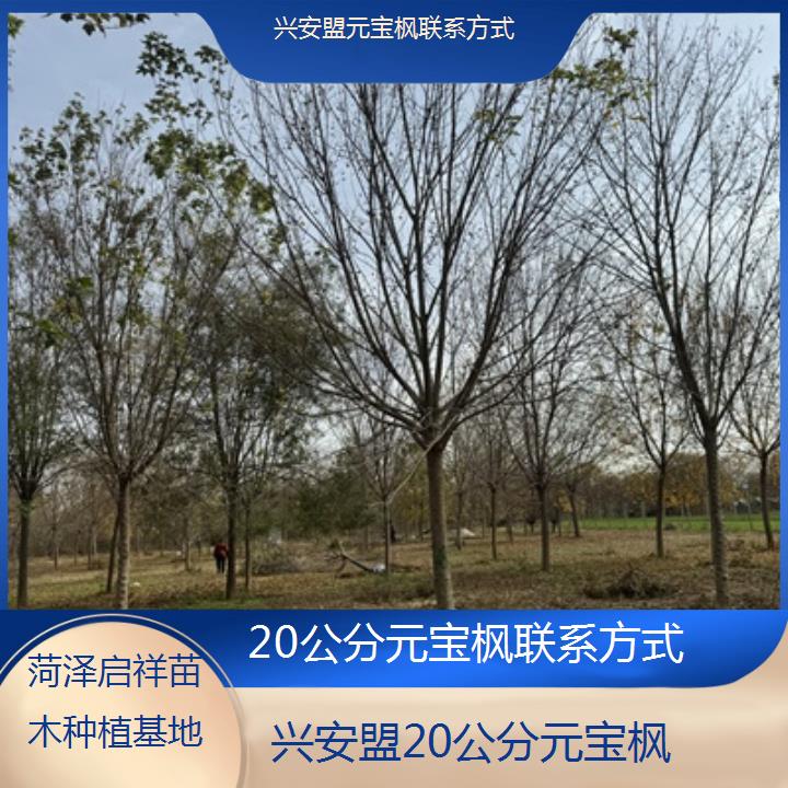 兴安盟20公分元宝枫联系方式-2025榜单一览