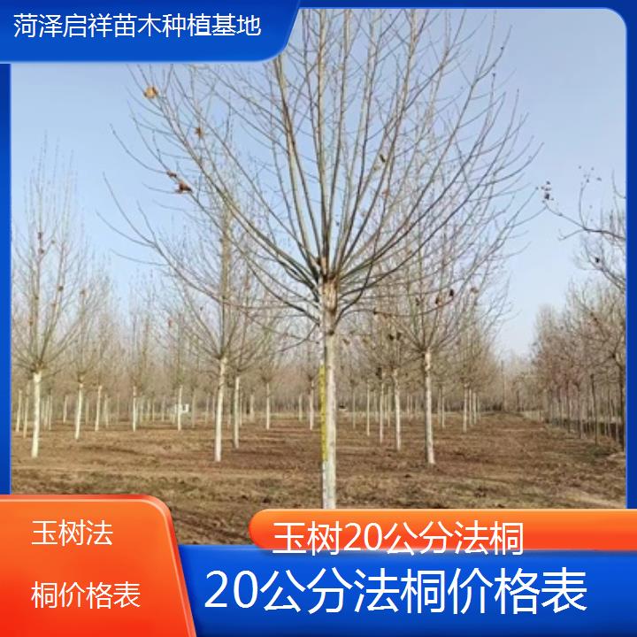 玉树20公分法桐价格表-2025榜单一览