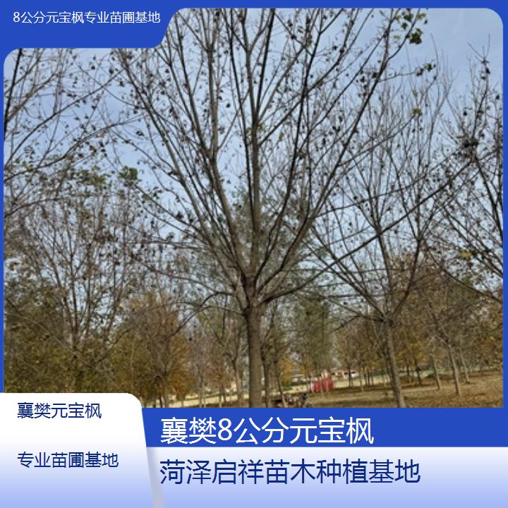 襄樊8公分元宝枫专业苗圃基地-2025榜单一览