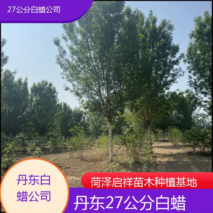 丹东27公分白蜡公司-2025榜单一览