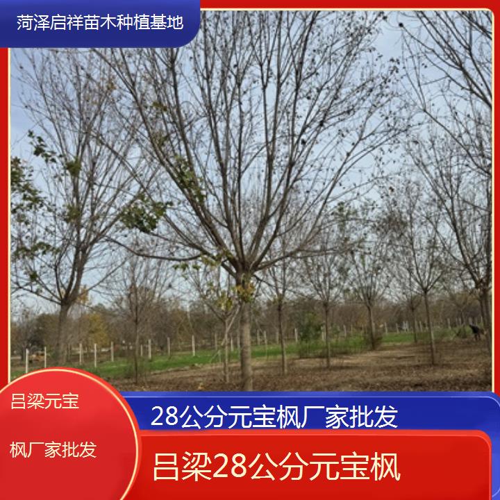 吕梁28公分元宝枫厂家批发-2025榜单一览