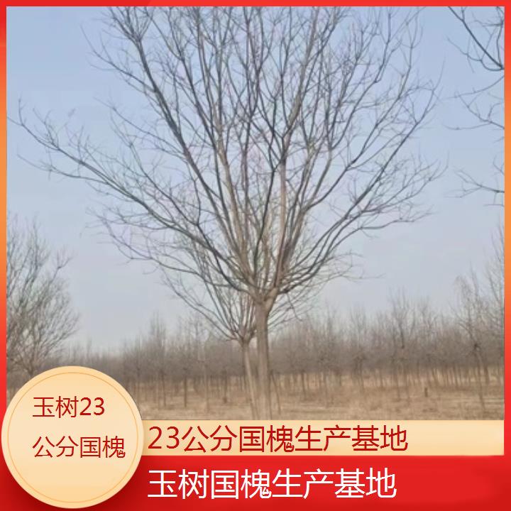 玉树23公分国槐生产基地-2025榜单一览