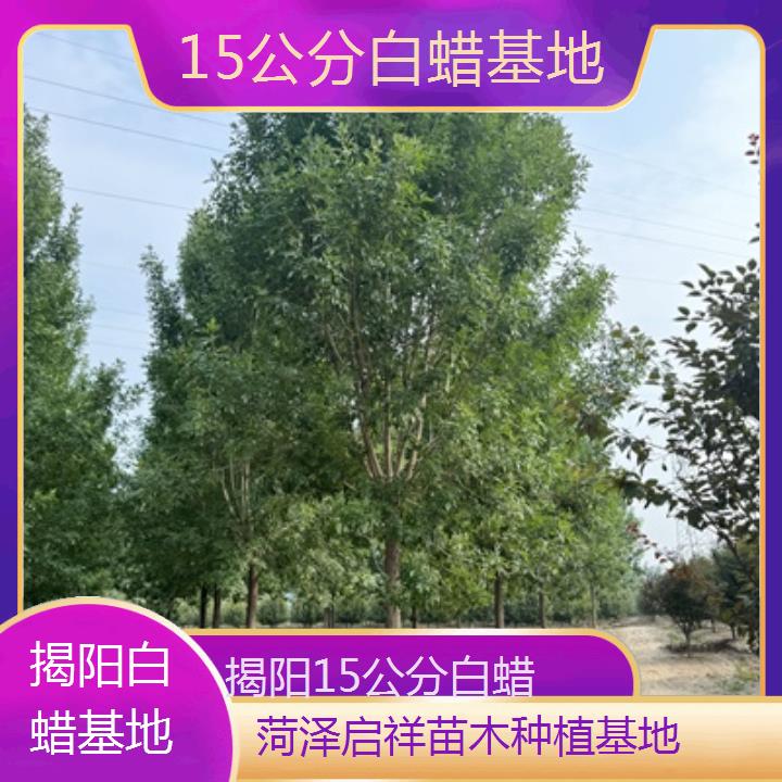 揭阳15公分白蜡基地-2025榜单一览