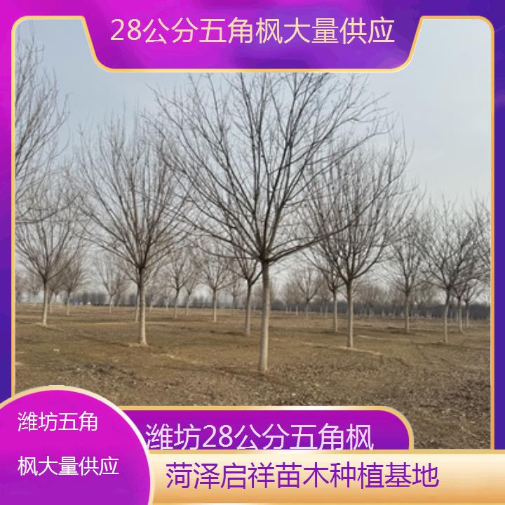 潍坊28公分五角枫大量供应2025榜单一览