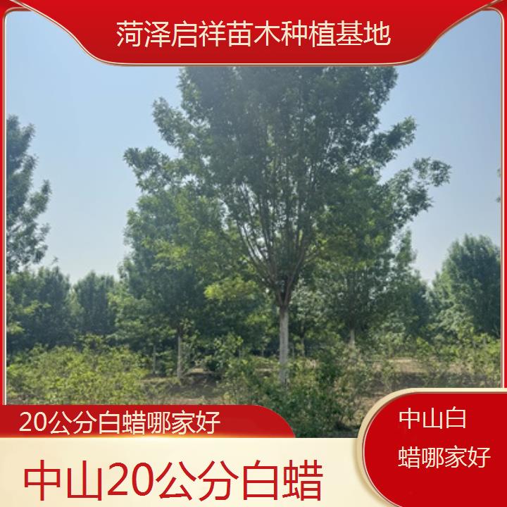 中山20公分白蜡哪家好-2025榜单一览