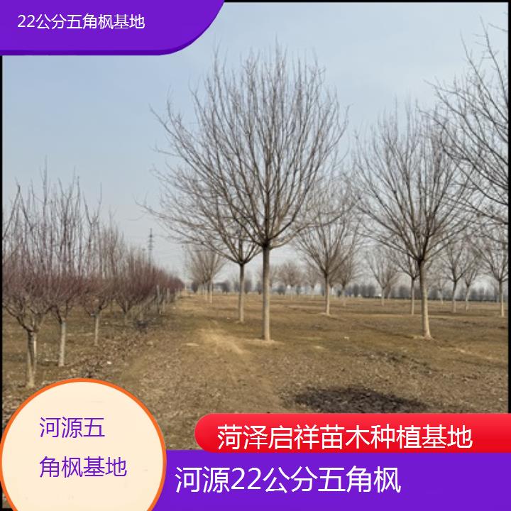 河源22公分五角枫基地2025榜单一览