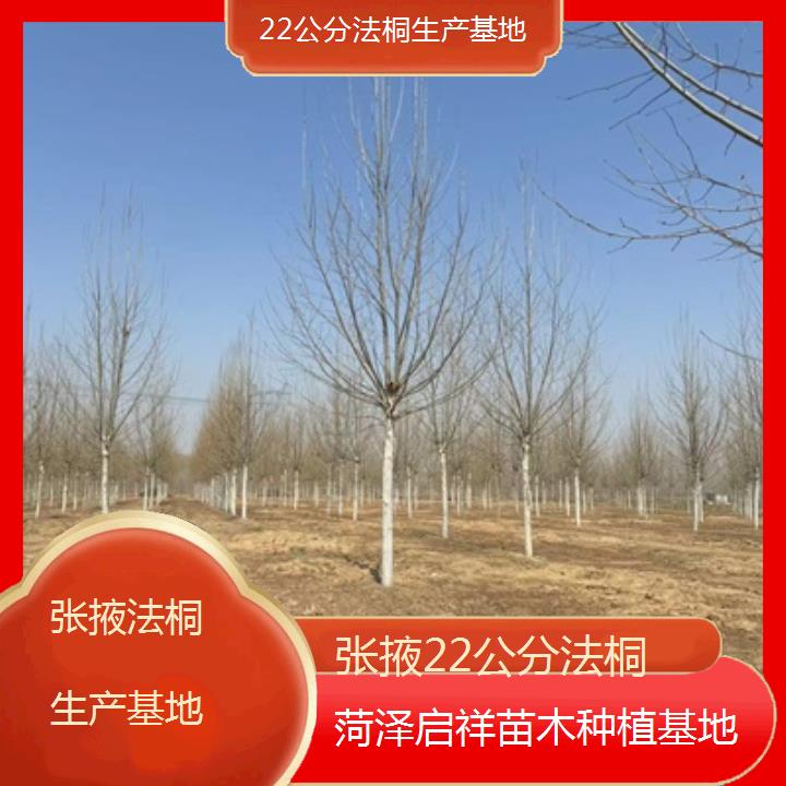 张掖22公分法桐生产基地-2025榜单一览