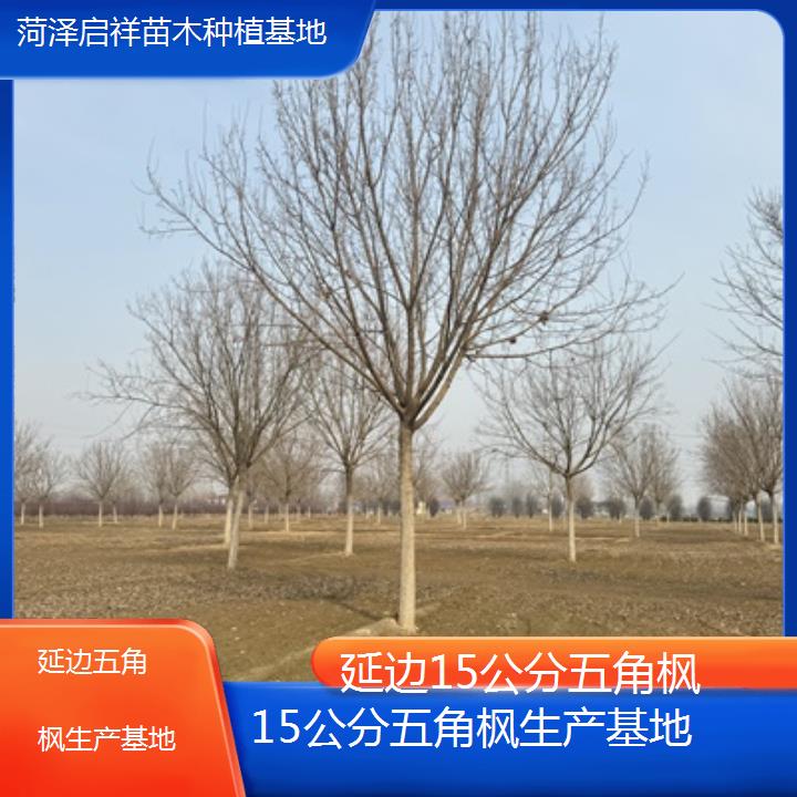 延边15公分五角枫生产基地2025榜单一览