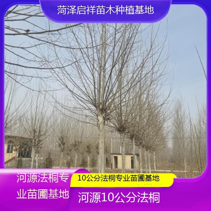 河源10公分法桐专业苗圃基地-2025榜单一览