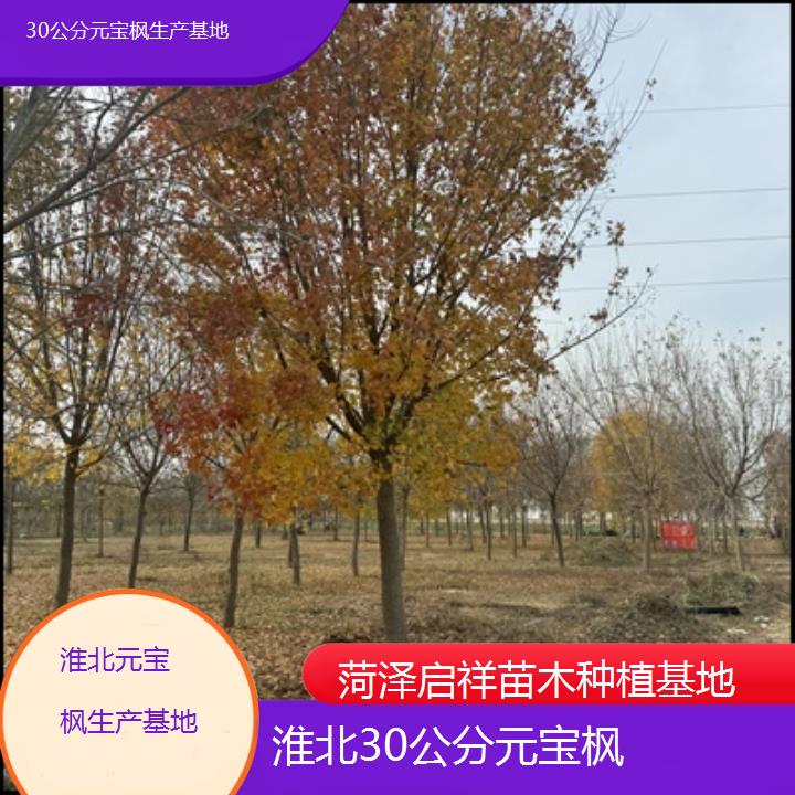 淮北30公分元宝枫生产基地-2025榜单一览