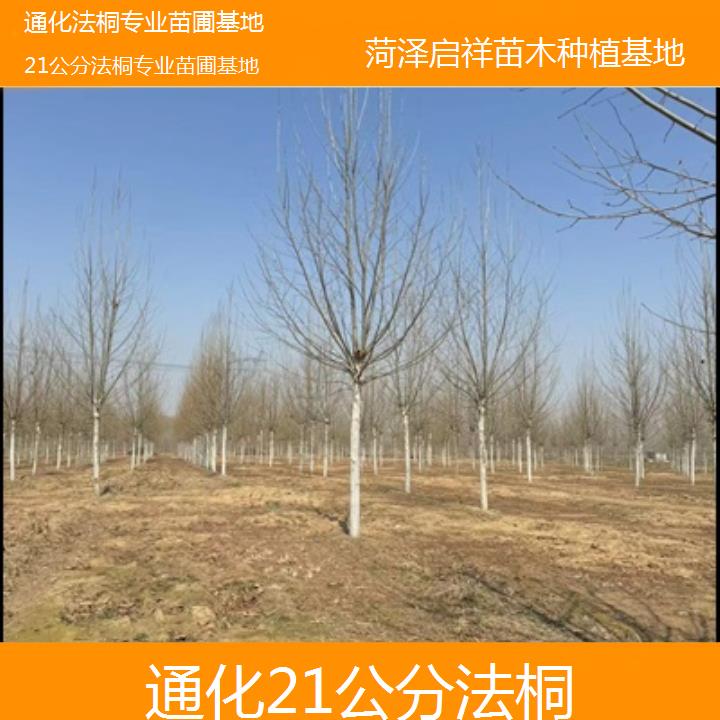 通化21公分法桐专业苗圃基地-2025榜单一览