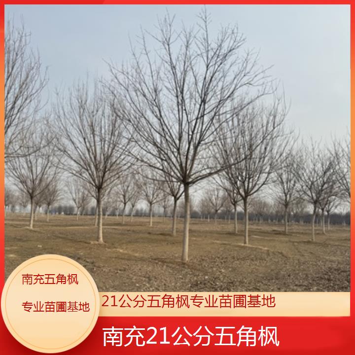 南充21公分五角枫专业苗圃基地2025榜单一览