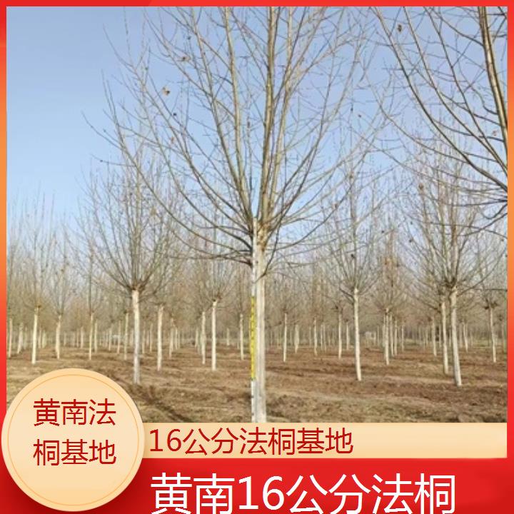 黄南16公分法桐基地-2025榜单一览