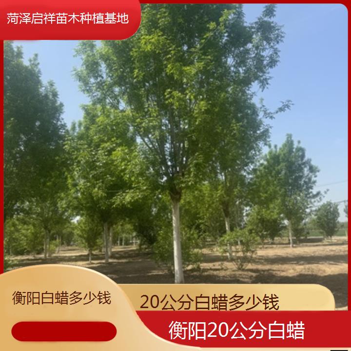 衡阳20公分白蜡多少钱-2025榜单一览