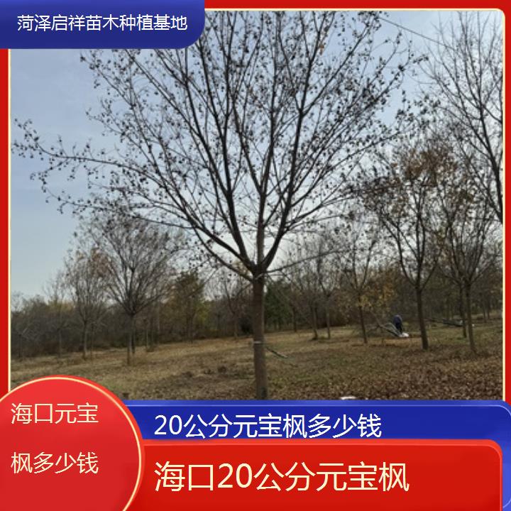 海口20公分元宝枫多少钱-2025榜单一览