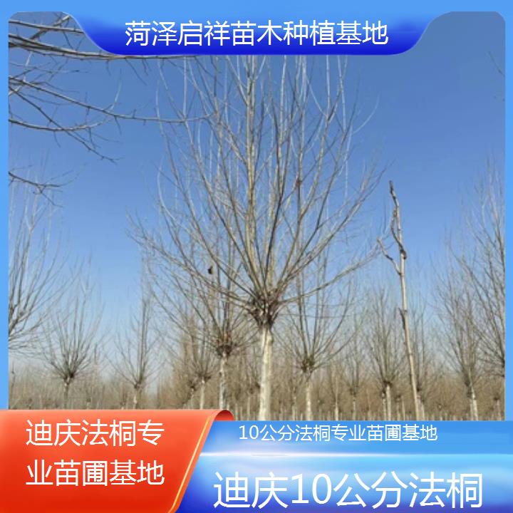 迪庆10公分法桐专业苗圃基地-2025榜单一览