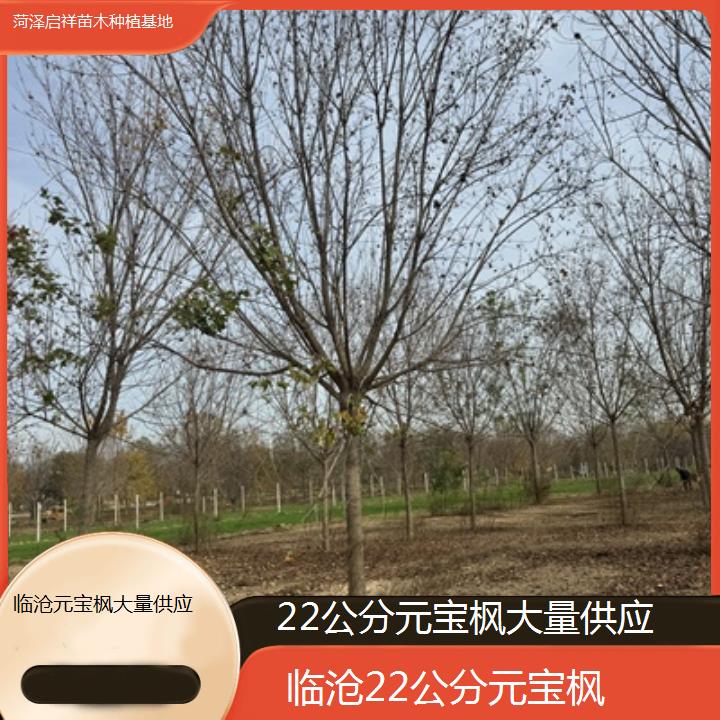 临沧22公分元宝枫大量供应-2025榜单一览