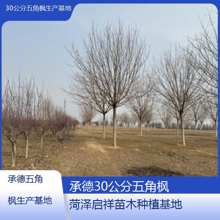 承德30公分五角枫生产基地2025榜单一览