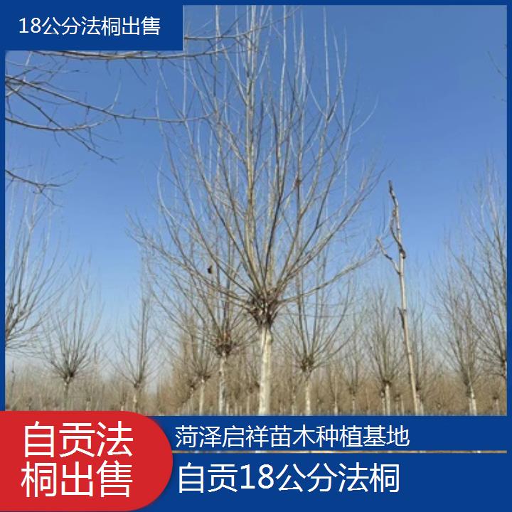 自贡18公分法桐出售-2025榜单一览