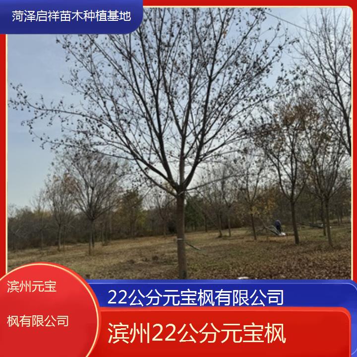 滨州22公分元宝枫有限公司-2025榜单一览